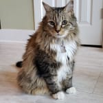 Made our cat healthy again!