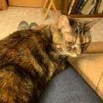 YuMove haloed my old kitty walk better.