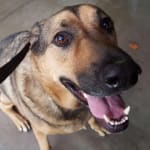 Makes my Great Dane like a puppy again