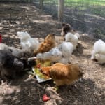 Saved the lives of all of our sick chickens