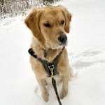 Masticatory Muscle Myositis Help