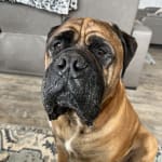 A must have with a natural food diet!