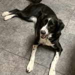 It helps behavior but gave my dog digestive problems