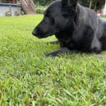 I will always use vetrxdirect!