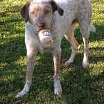 Works as good as name brand but much less expensive