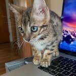 My kitten is more playful