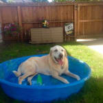 Best natural anti-inflammatory on the market!