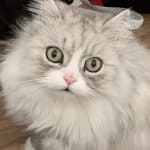 My Oliver loves these and he is picky