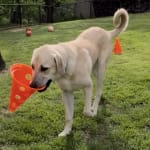 Best probiotic on the market