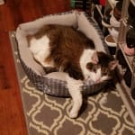 This medicine is helping my cat's heart keep beating!