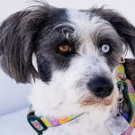 ProbioWrap Pill Wrap Paste is the best pill pocket for dogs!