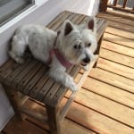 This medication helped my dog