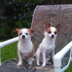 I always use Vet RX Direct to order heartworm pills