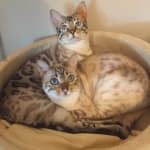 A Life-Saver for Immunosuppressed Cats