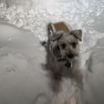 My dog thinks the pills are treats!