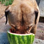 Good for allergy bumps