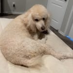 Keeping Levi healthy