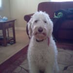 I recommend the Novox Caplets if you love your pet!