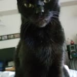 Helped my cat's bowel movements!