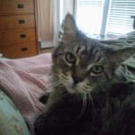 Good product for fur, hair and skin.