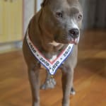 The best medication for Stella