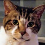 Hydra-Care is Helping Our Cat