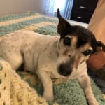 Keeping our dog well