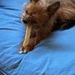 My dog loves them