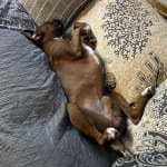 This medication helped my Dog