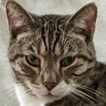 My cat actually ate it!