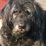 I highly suggest this for pet pain relief