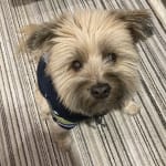 Firm, good looking poop