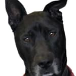 Great product, it works and I am buying more!!!