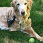 Helps keep my boy Kit mobile