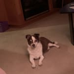 Wouldn't be without for my Poncho