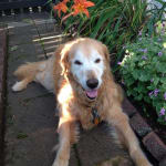 Significantly helped my senior Golden Retriever