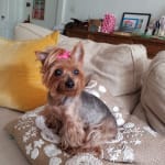 This medication helped my pet