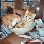 Aerokat Really Works