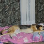 My pets daily supplement for kidney