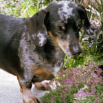 Keeps bone problems at bay