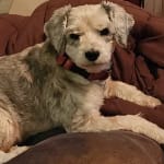 Ophthavet drops worked great