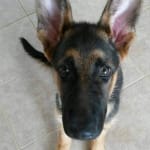 Calmed my dogs stomach