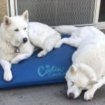 Price are Two Thumbs (or paws) Up