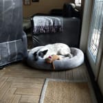 Hx bladder infection