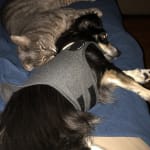 Great natural treatment for pets