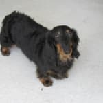 Charley's condition is much better with Dermoscent