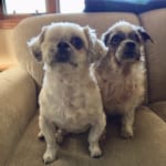Helped my rescue pets!!