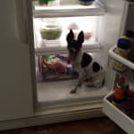 Really helps my pup.