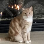 Excellent for kidney disease