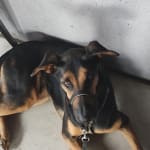 These meds will help. He's worth it❤️